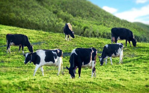 Mộc Châu Milk lên sàn UpCom, huy động thành công 1.249 tỷ đồng qua 3 đợt phát hành lên kế hoạch niêm yết tại HoSE khi về chung nhà với Vinamilk